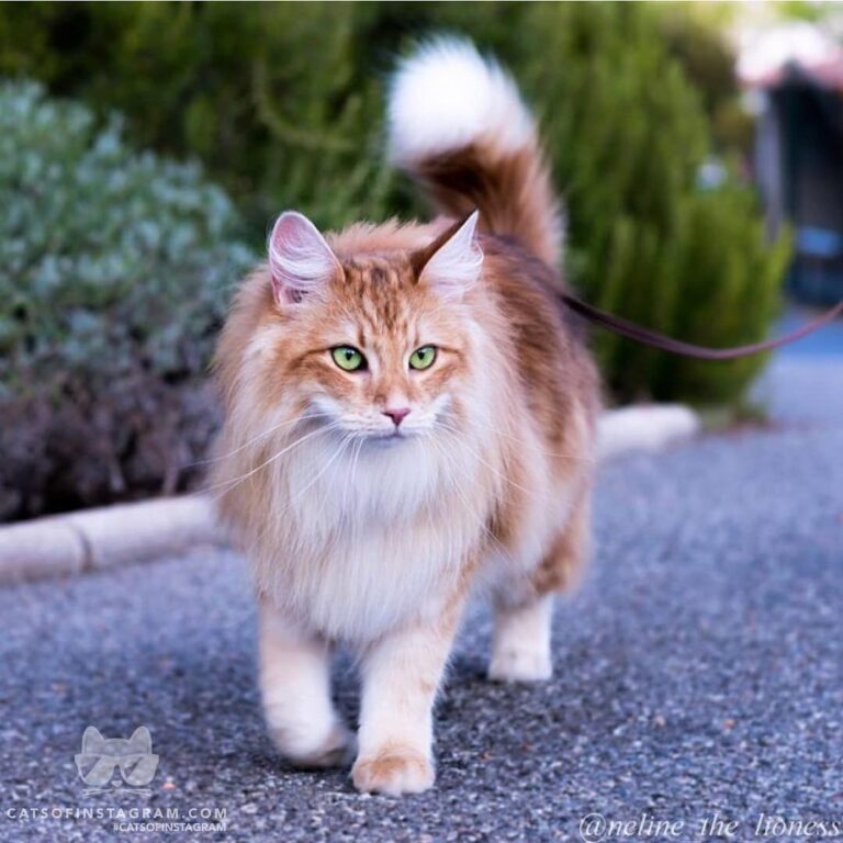It’s a hard task to rule to the neighborhood