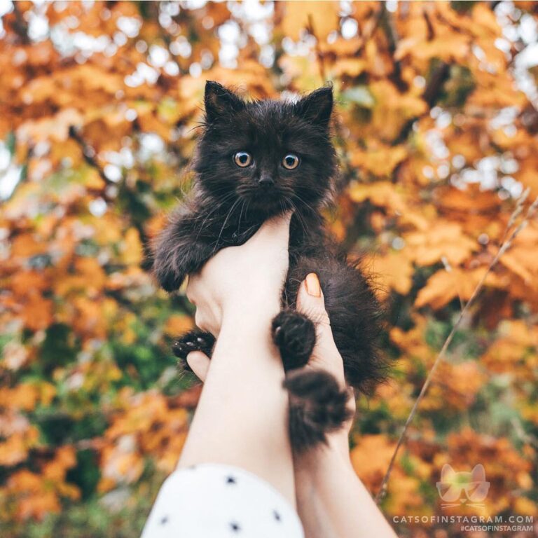 Anybody else feline festive?