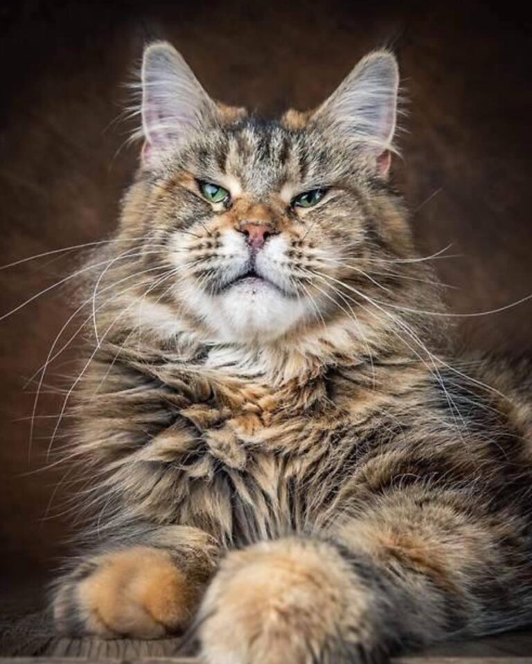 Lion Princess Lady Dee