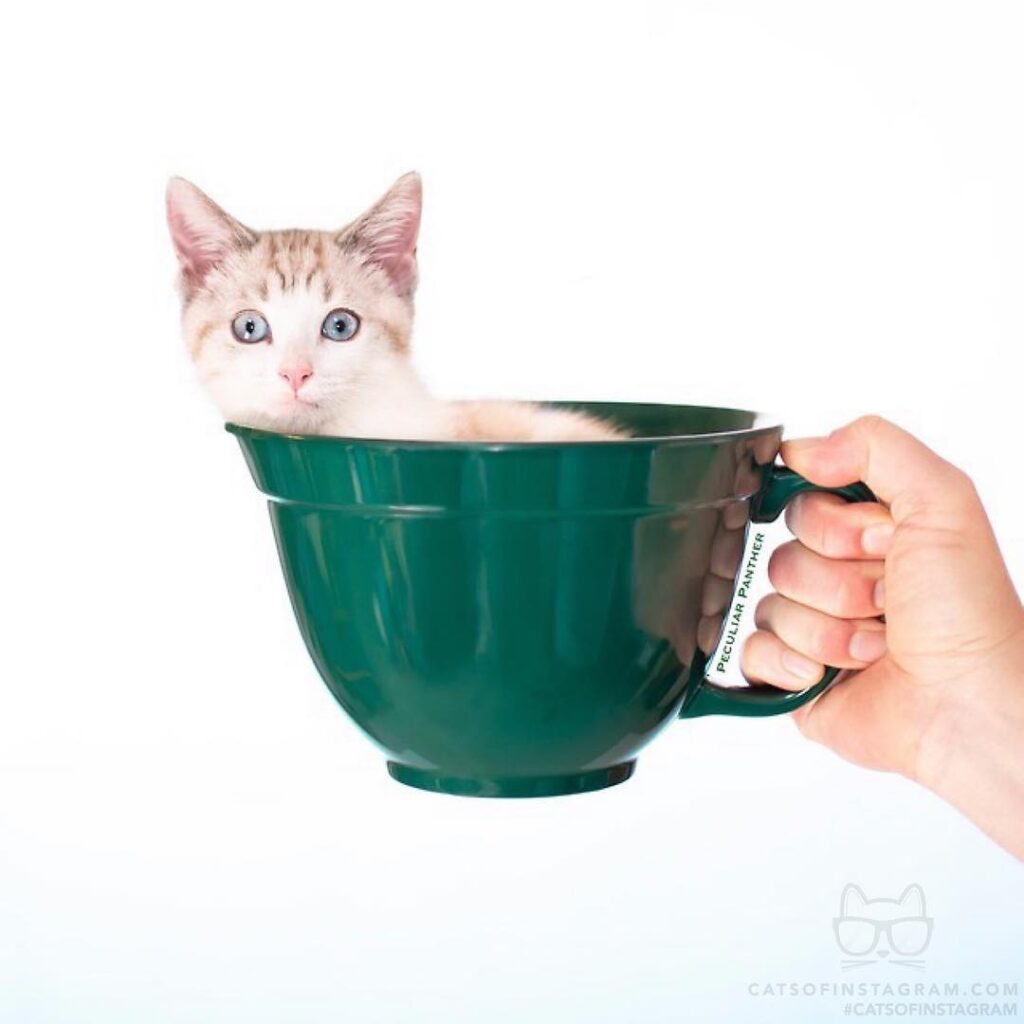 Who ordered the Pumpkin Spice Catte?