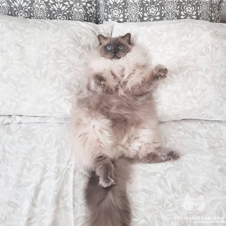 This bed ain’t big enough for the both of us, humom