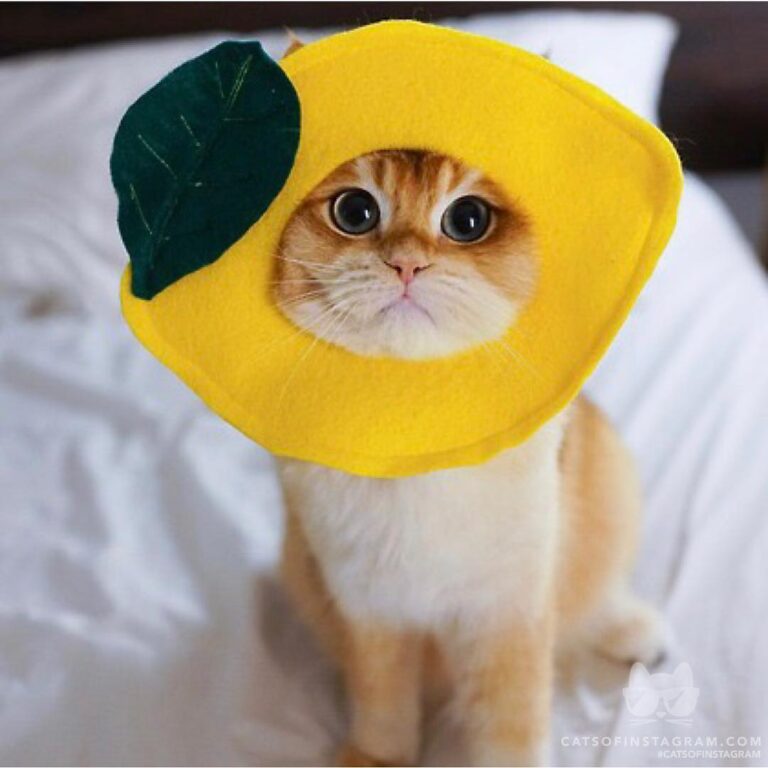 “When life give you lemons freeze them and throw it as hard as