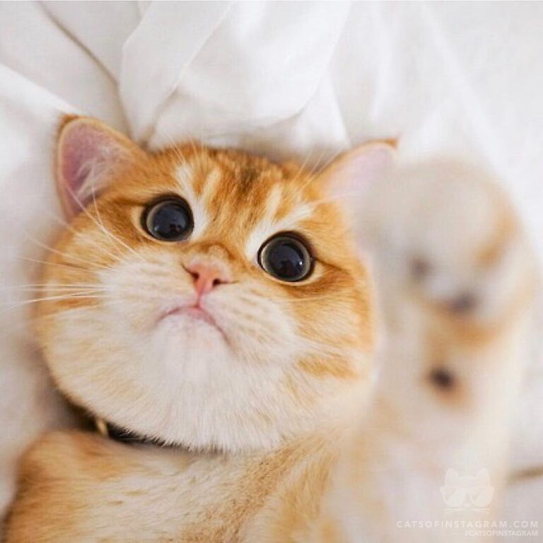 Cute Cat Moment