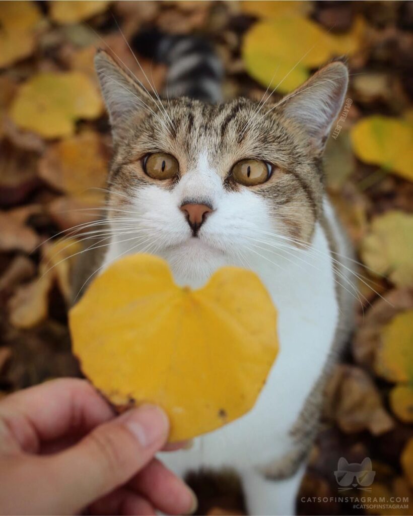 “A love letter from my human Should I take it or leaf it?