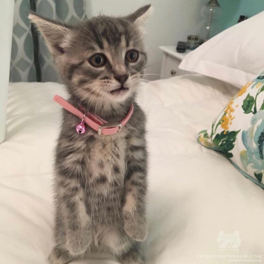 Baby prada excited for milk