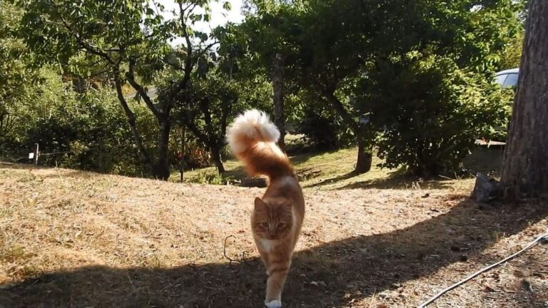 When you’re not sure if you’re a cat or a squirrel