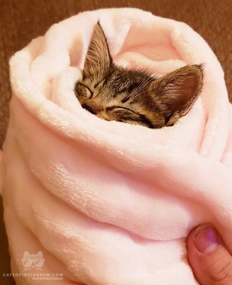 “Meet Noodle. She is a 4 weeks old and was found in a parking lo