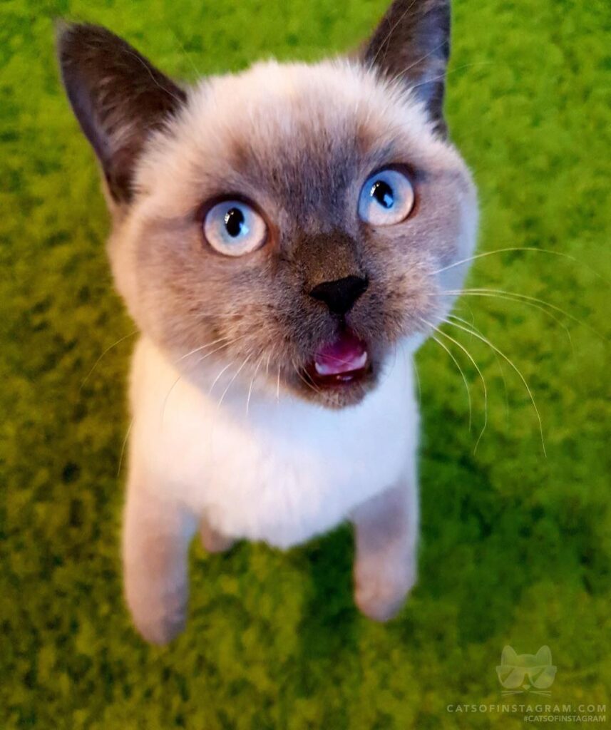 Cute Cat Moment