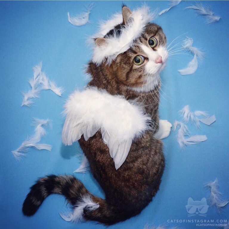 How many treats do angels get on ?