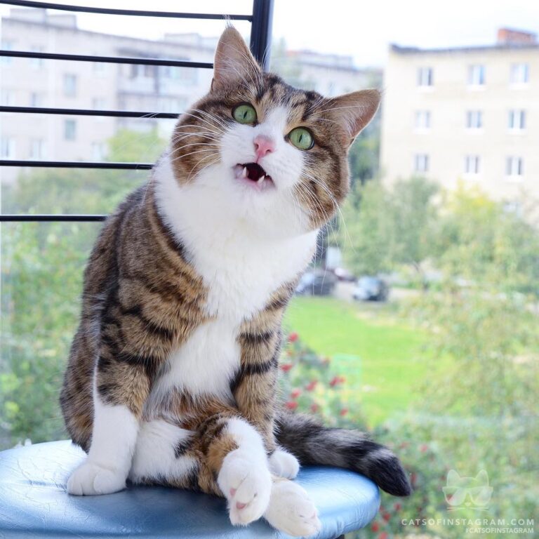 I’m not blocking the view. I AM the view!