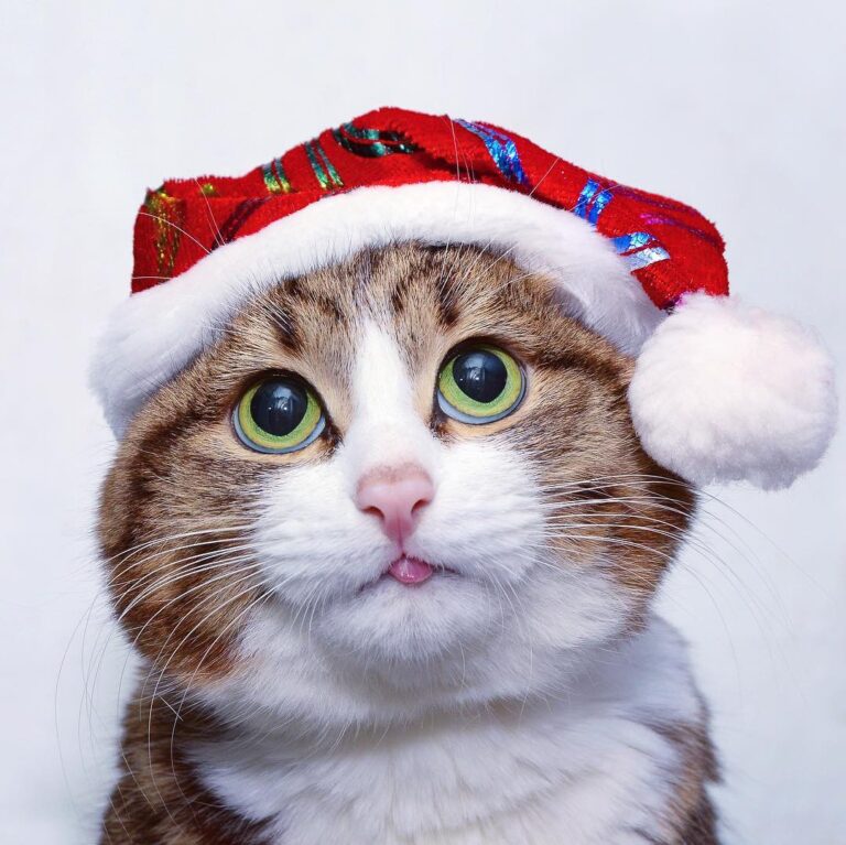 Santa Paws