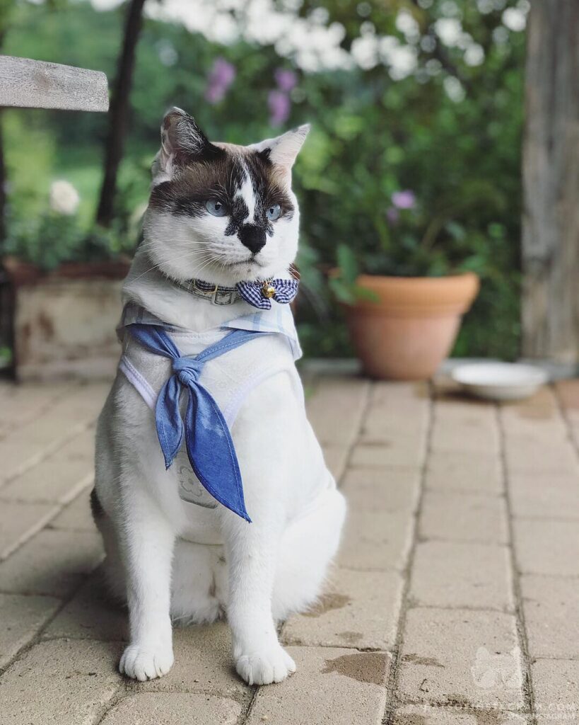 Meow! I am a Cat Scout