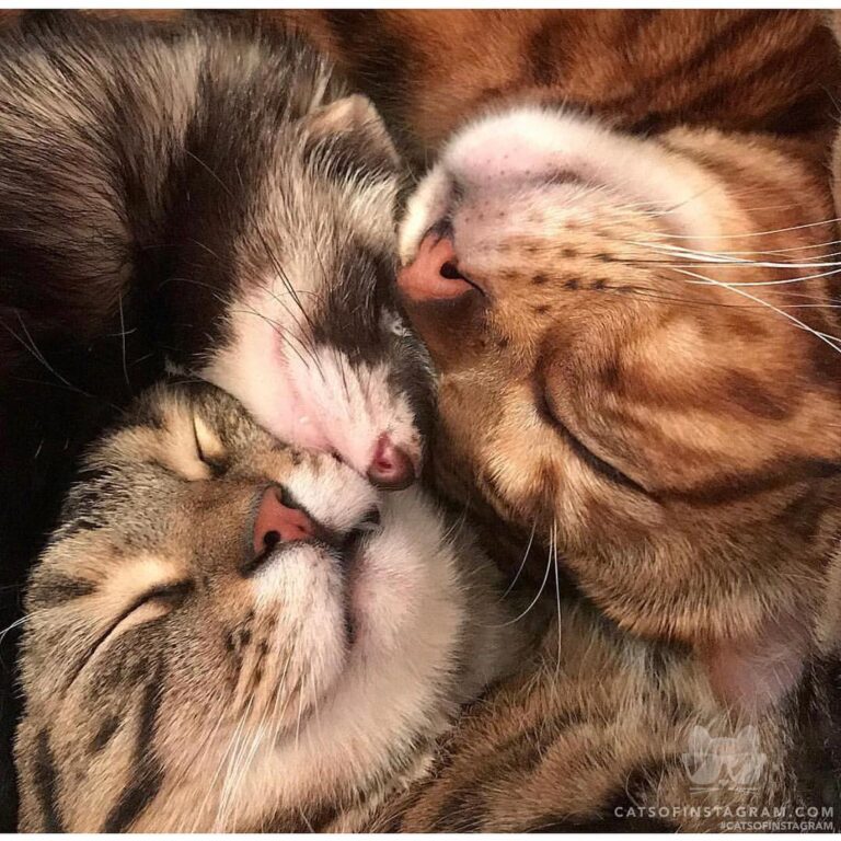 Cute Cat Moment