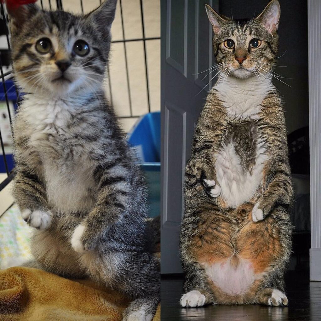 “Happy gotcha day Roo! On November 6th, 4 years ago we