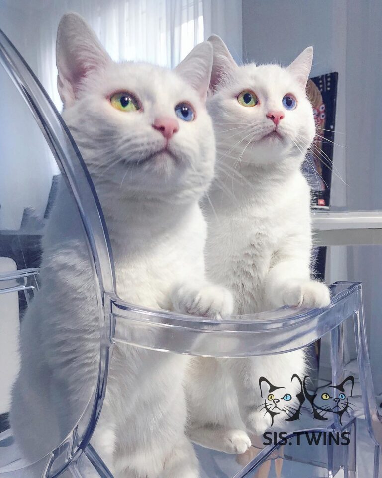 Double manicure please!