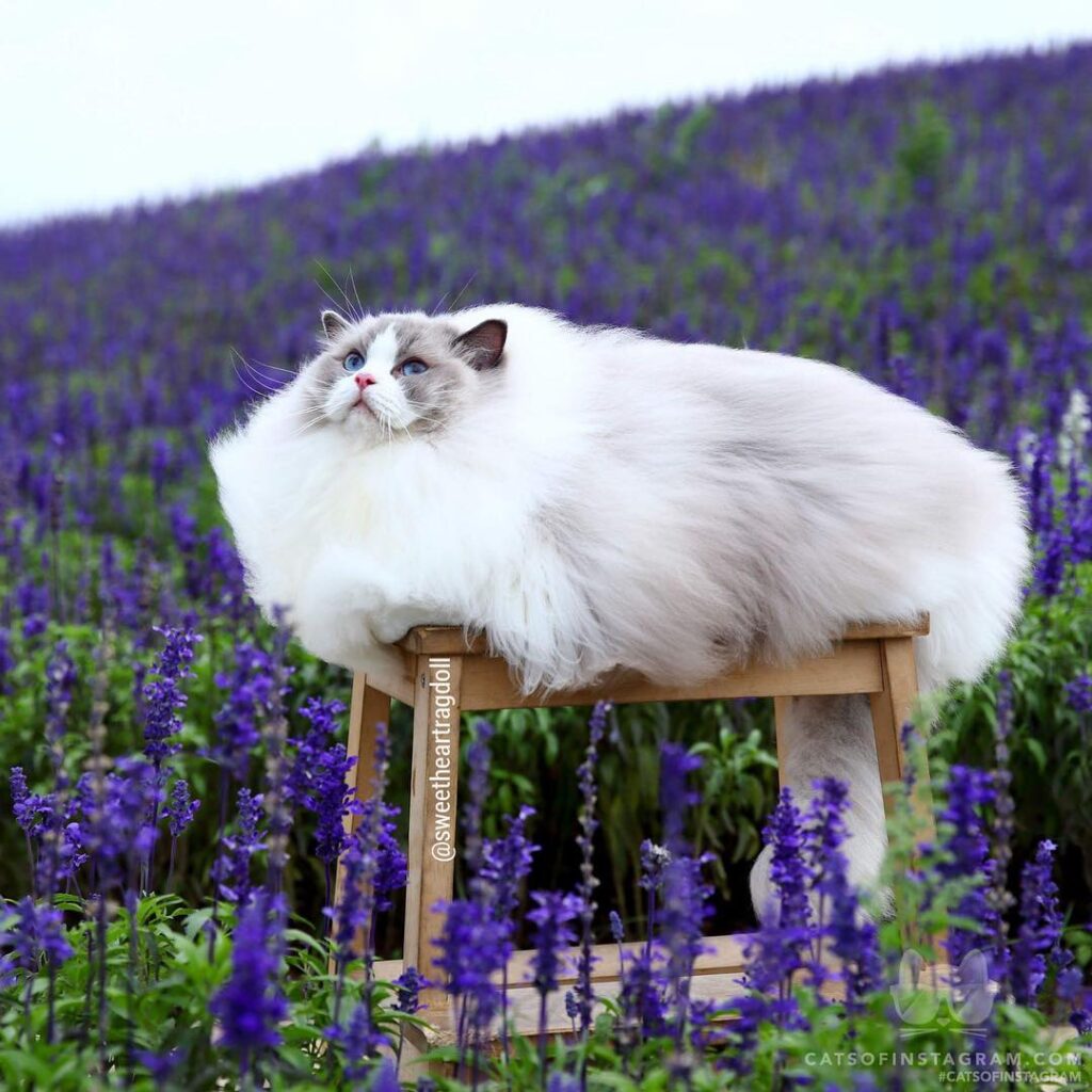 Do I look like a cloud?