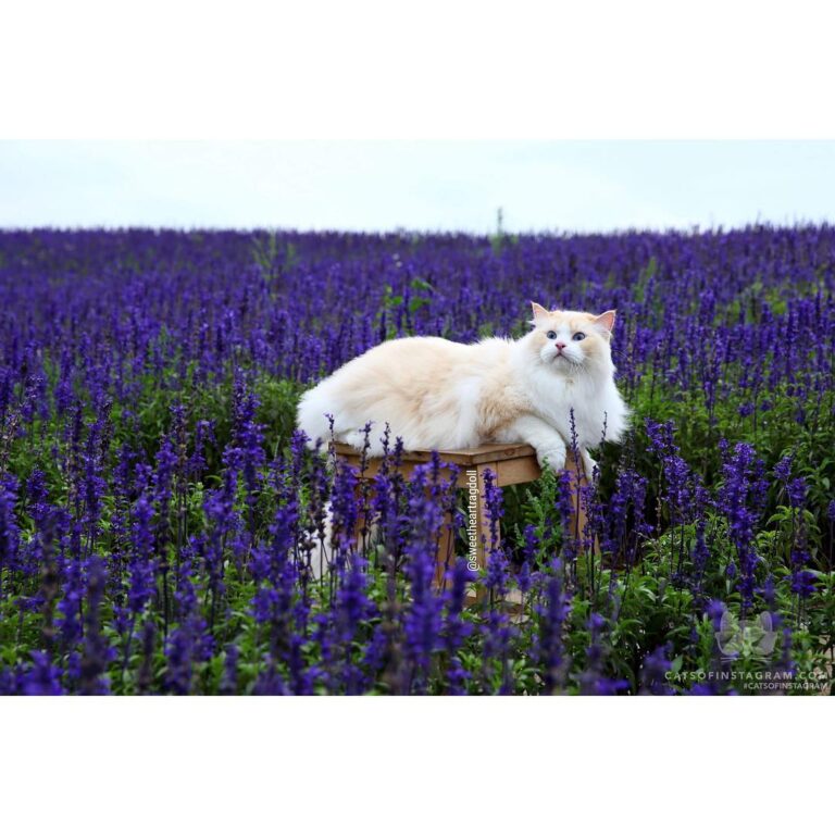 In the sea of flowers
