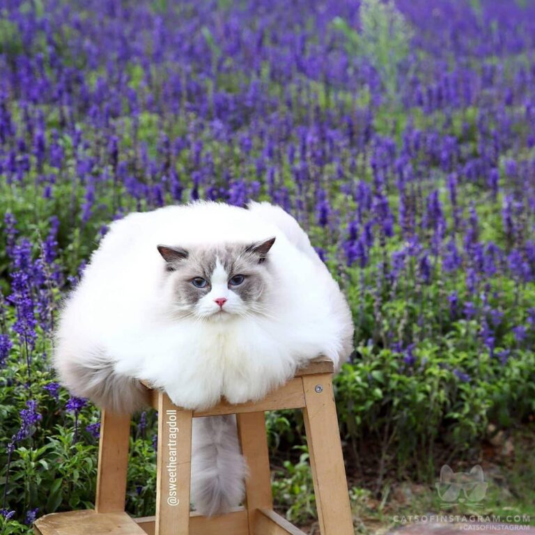 Sunshine: Strong wind blows me like marshmallow