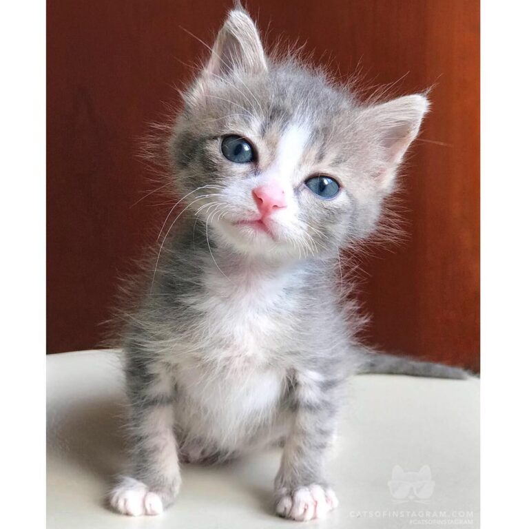 Cute Cat Moment