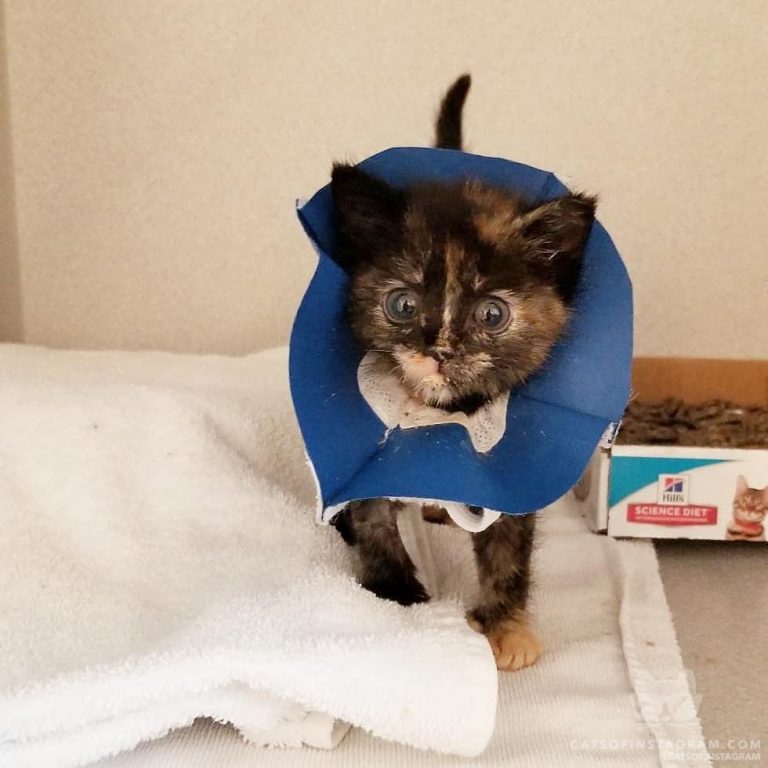 From @thecatlvt: “Look who's back!!! Many thanks to Veterinary Referral Center i...