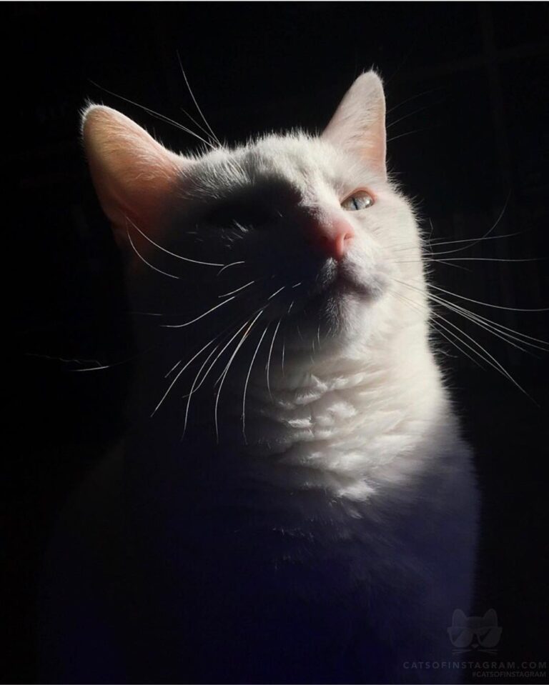 Model status.