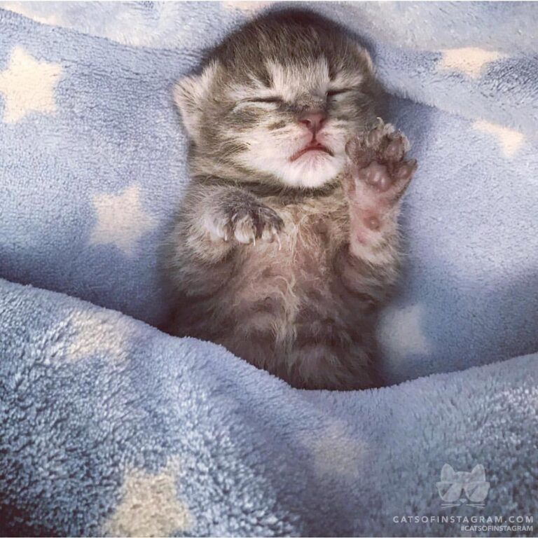 “When you finally get your foster kitten tucked in for the