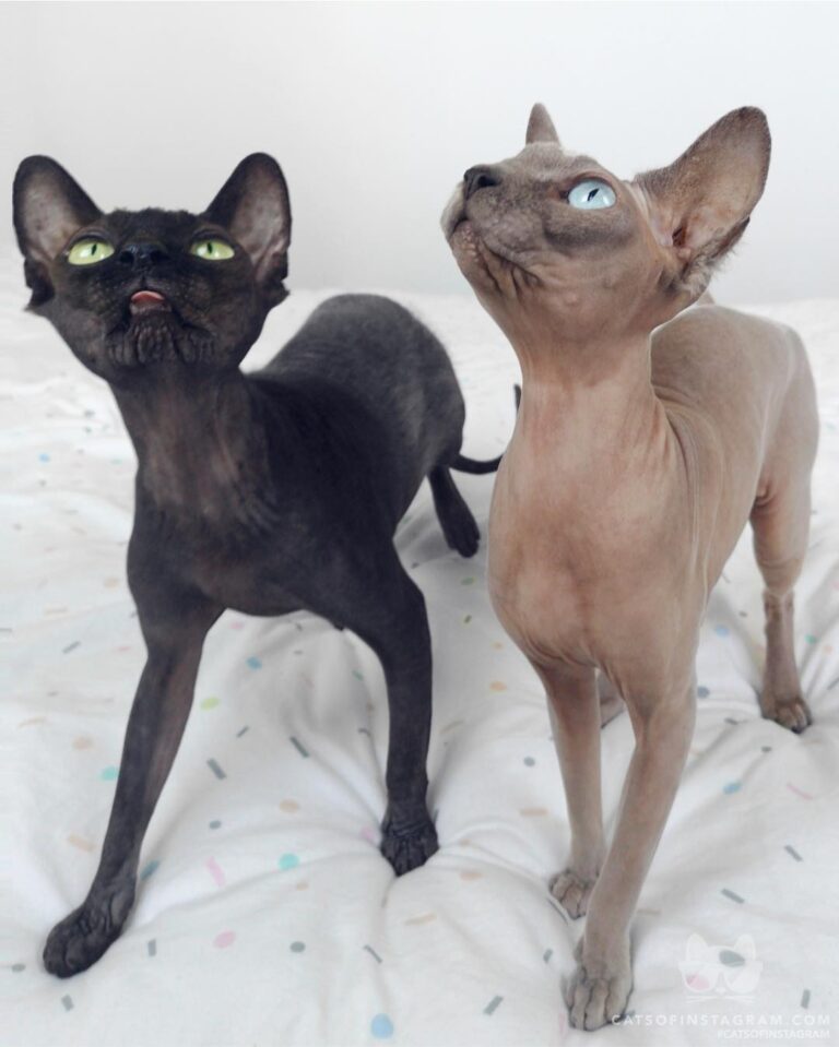 Give us all the treats!