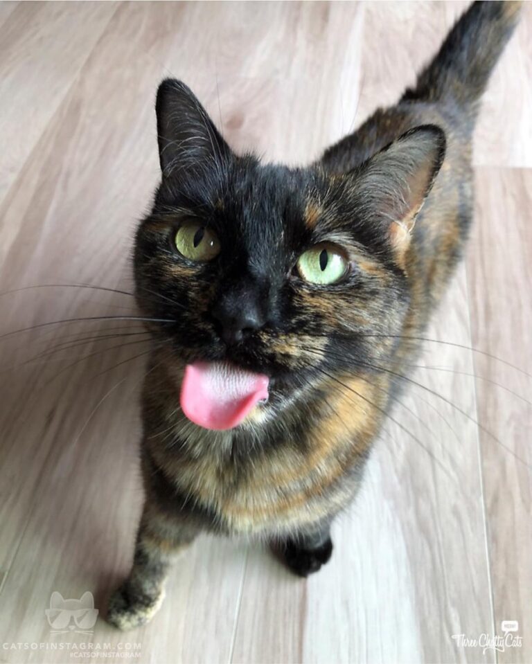 Please deposit treat on tongue.