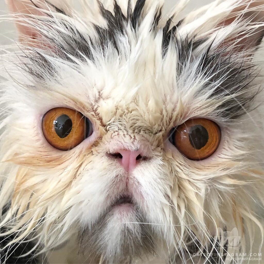 Booba became the victim of the shave/bathe weekend project.