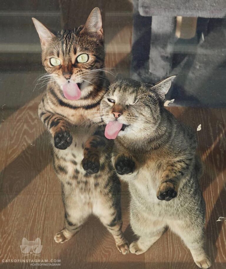 I see you eating on the balcony human! Save some for us