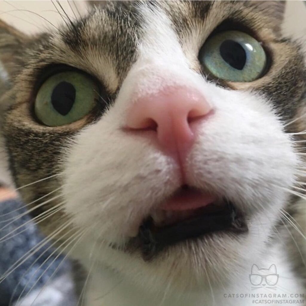 My cat, Jorik.