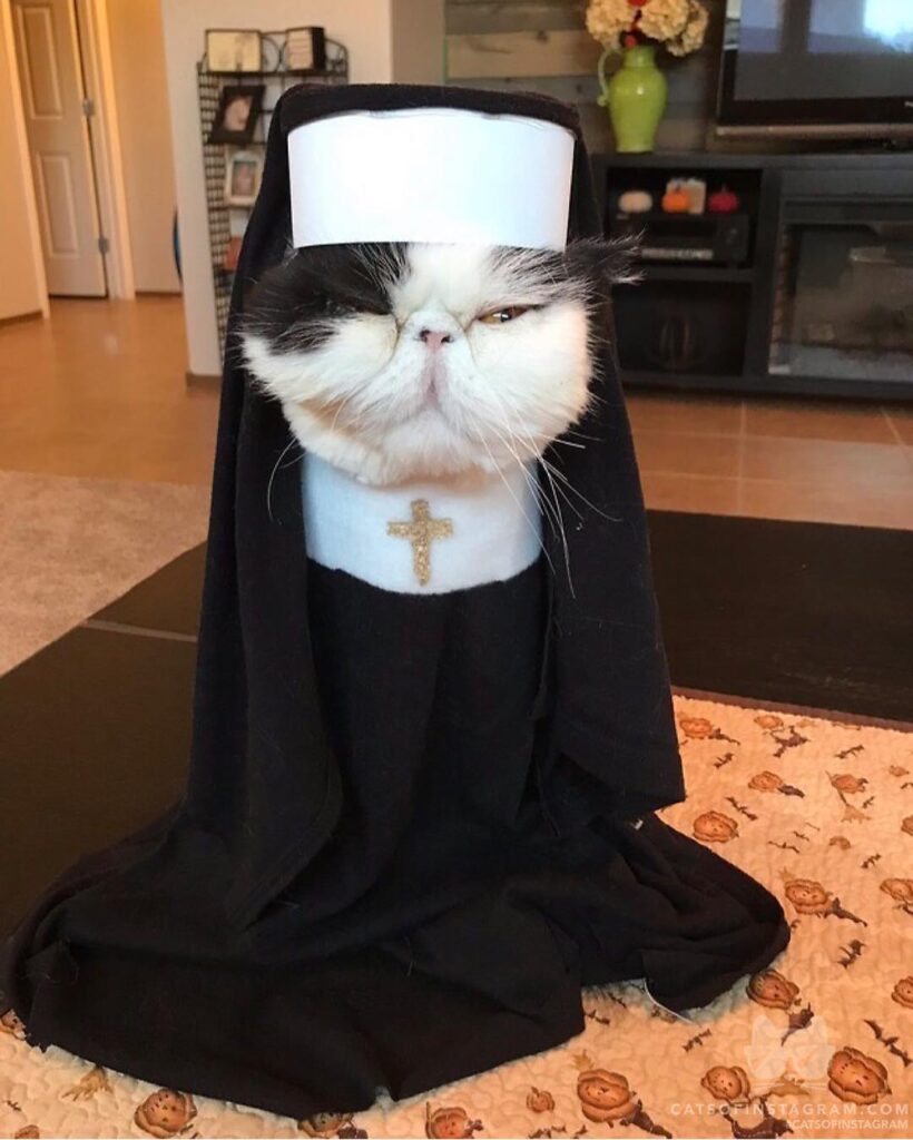 “What do you mean cats don’t like to wear costumes for