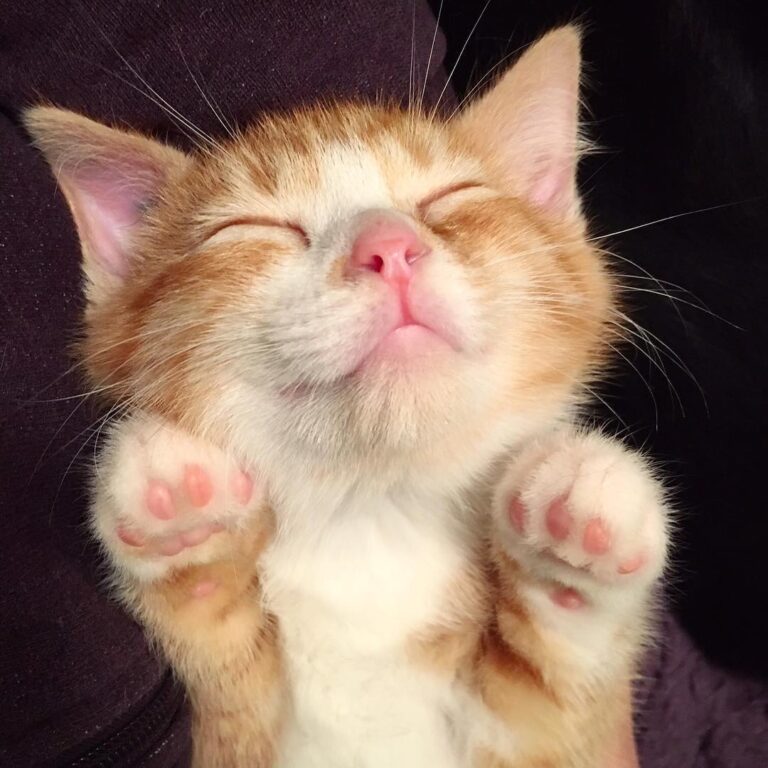 Goodnight kitten lovers