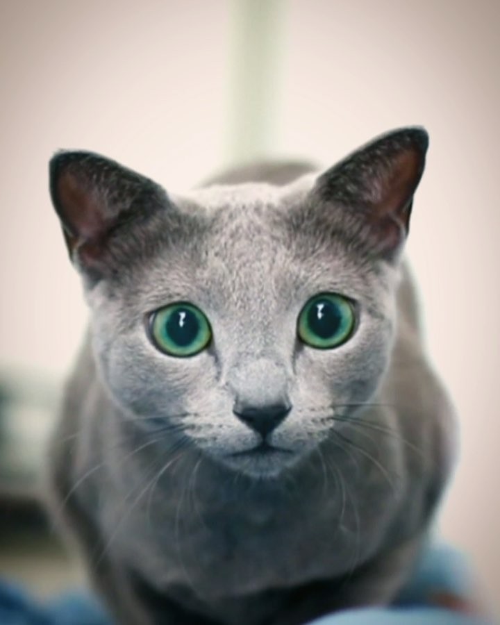 “Practicing my launch technique to bring down that new “cat t
