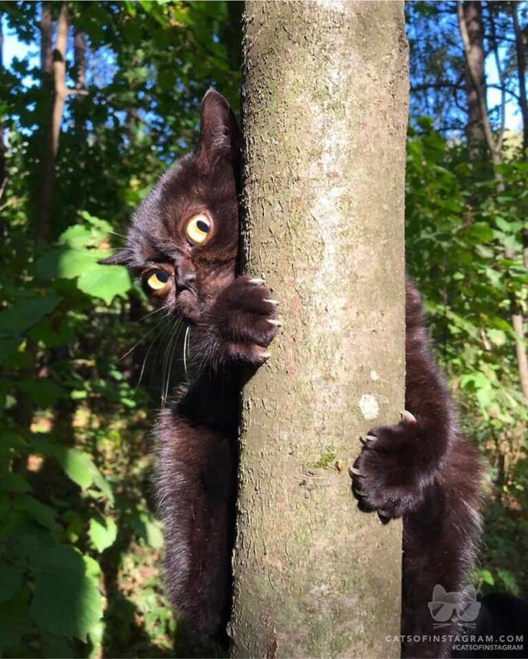 I believe I can climb