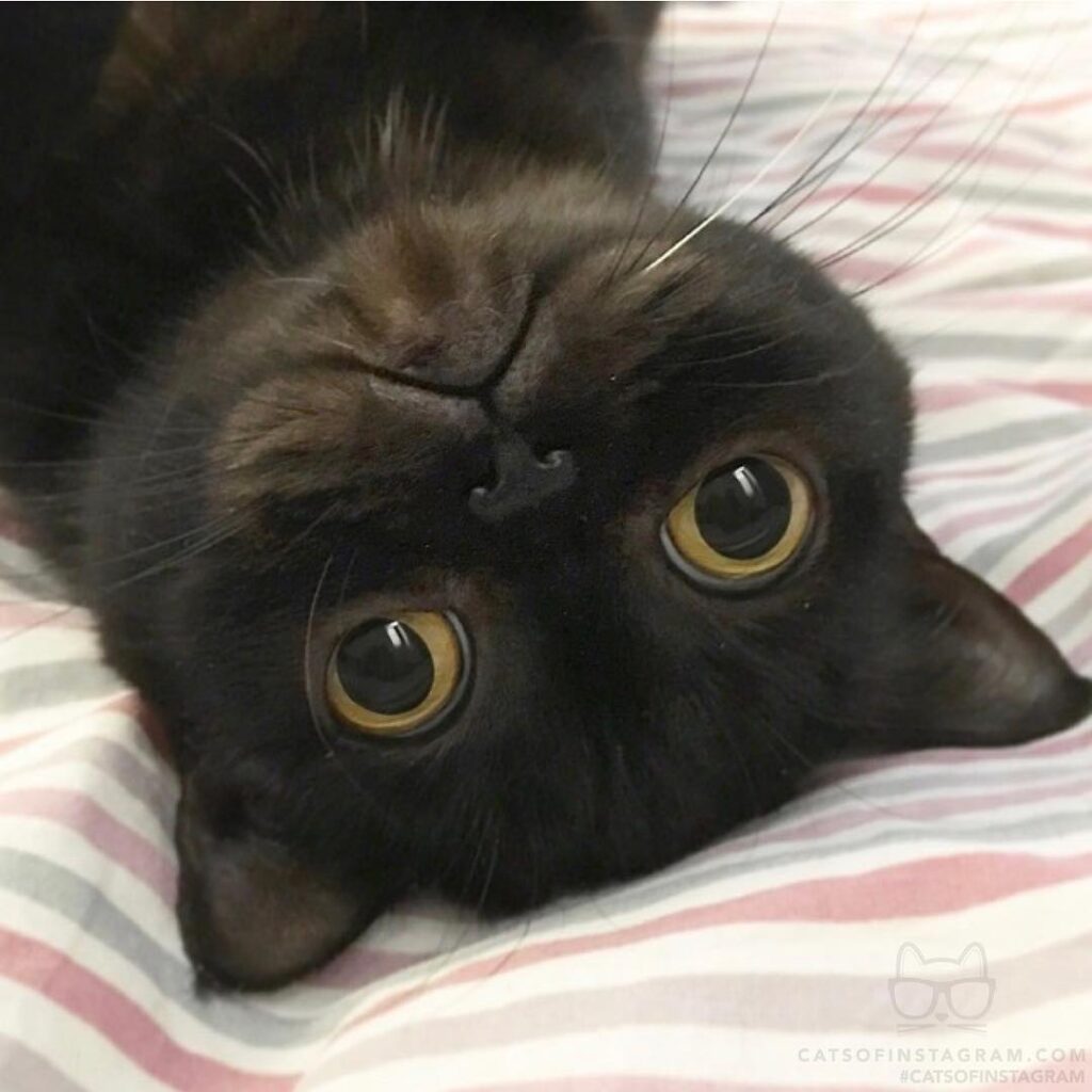 What do you want from me, human?