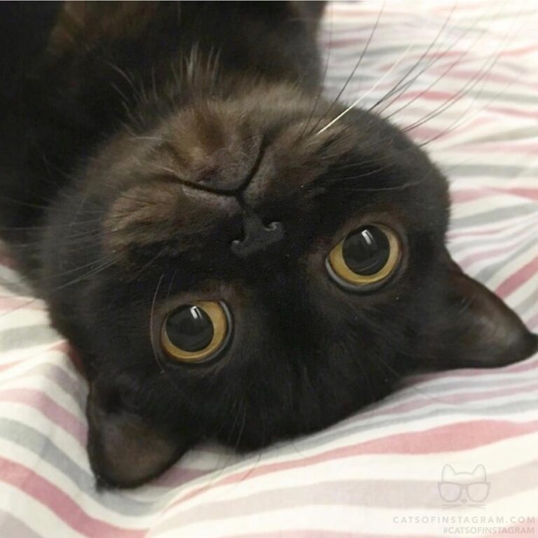 What do you want from me, human?