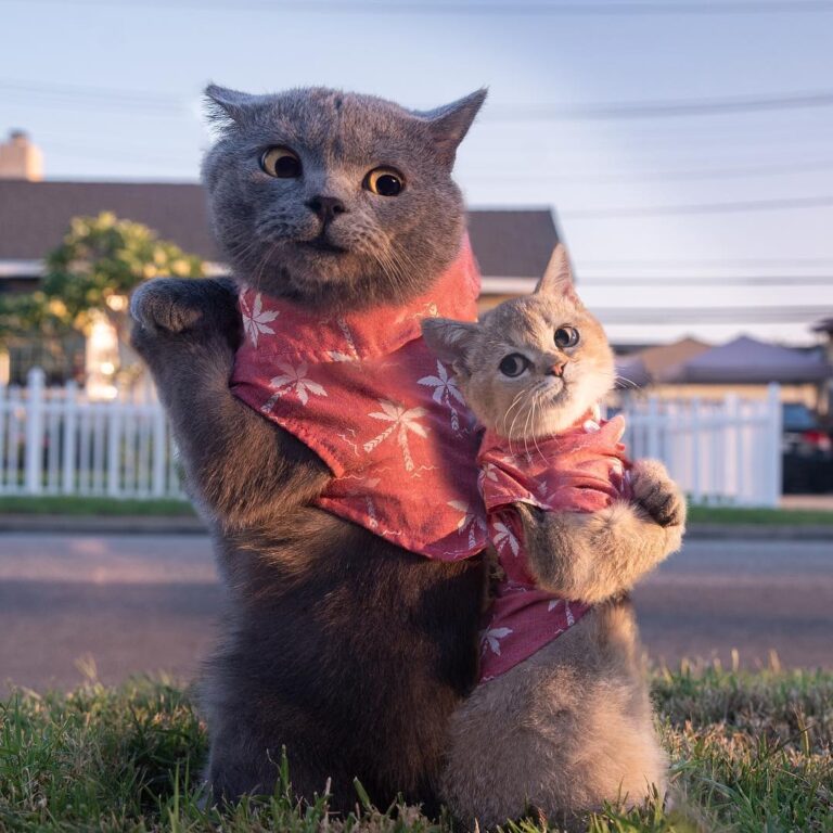 Prince Michael and his nephew are teaming up with @PayPal to help pet