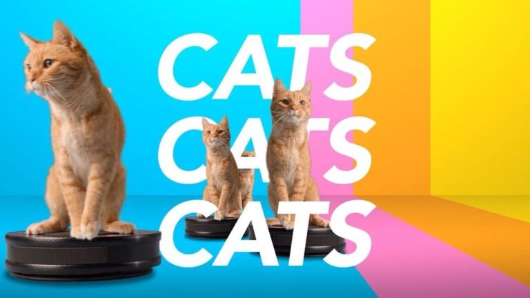 Today we’re celebrating National Cat Day with our friends at