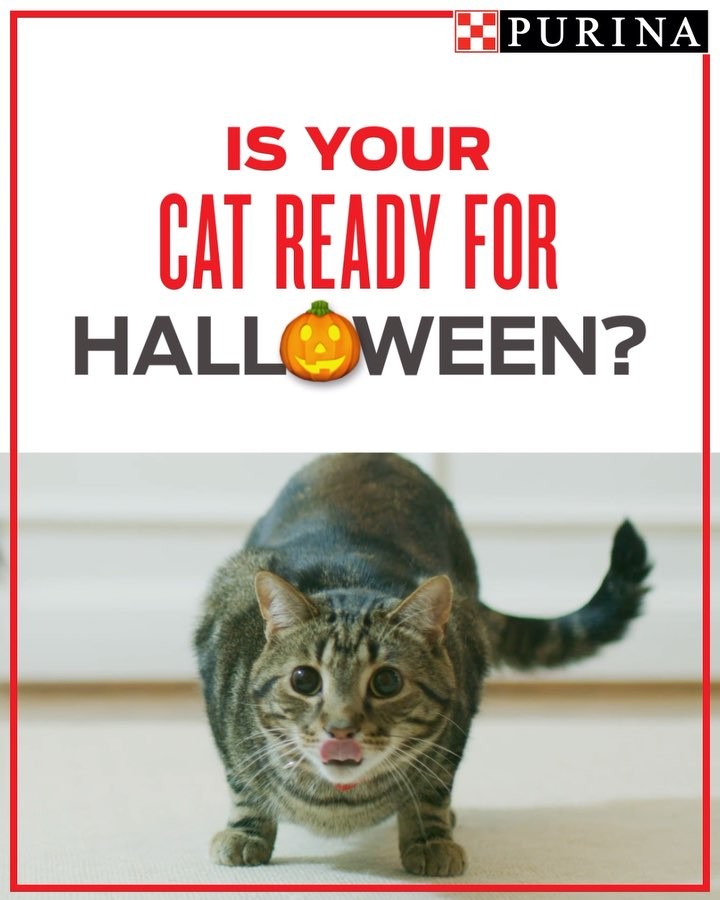 Trick or treat! Candy isn’t safe for pets to eat! Get 5 helpful tips