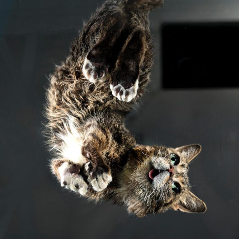 @FreshStep’s new Clean Paws litter is so clean, it may as well be