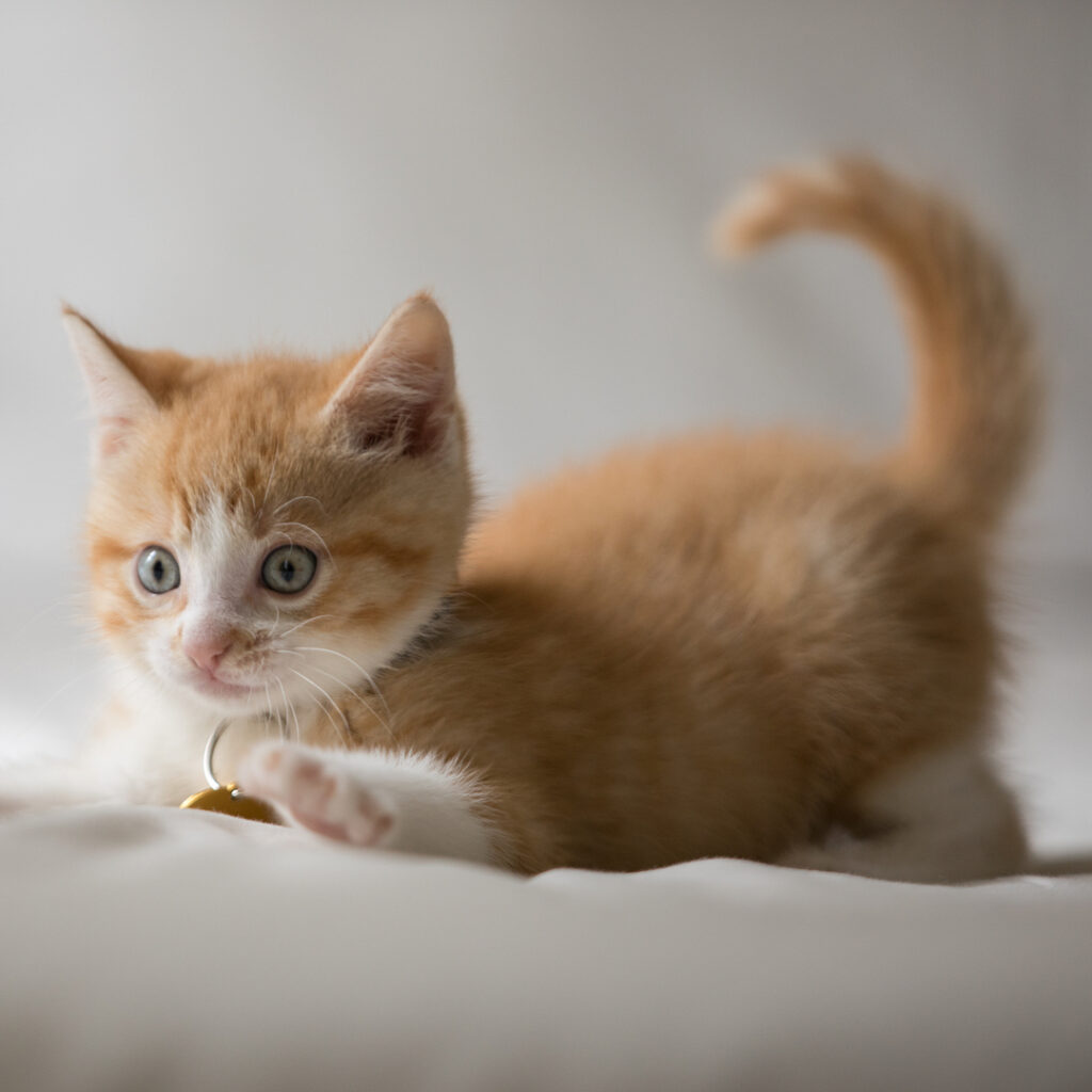 Attention: Story Takeover! The @ASPCA will be taking over our stories