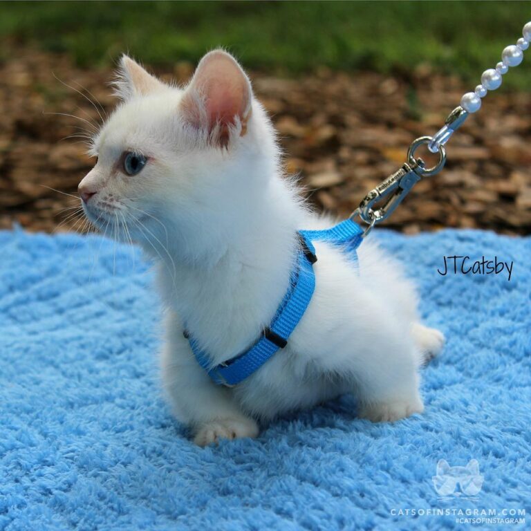 “C’mon Meowmy!!! Let’s go on an adventure!!!