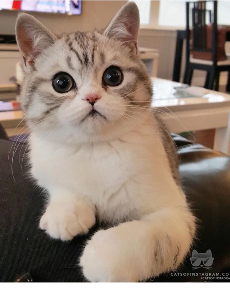 Caturday on the couch.