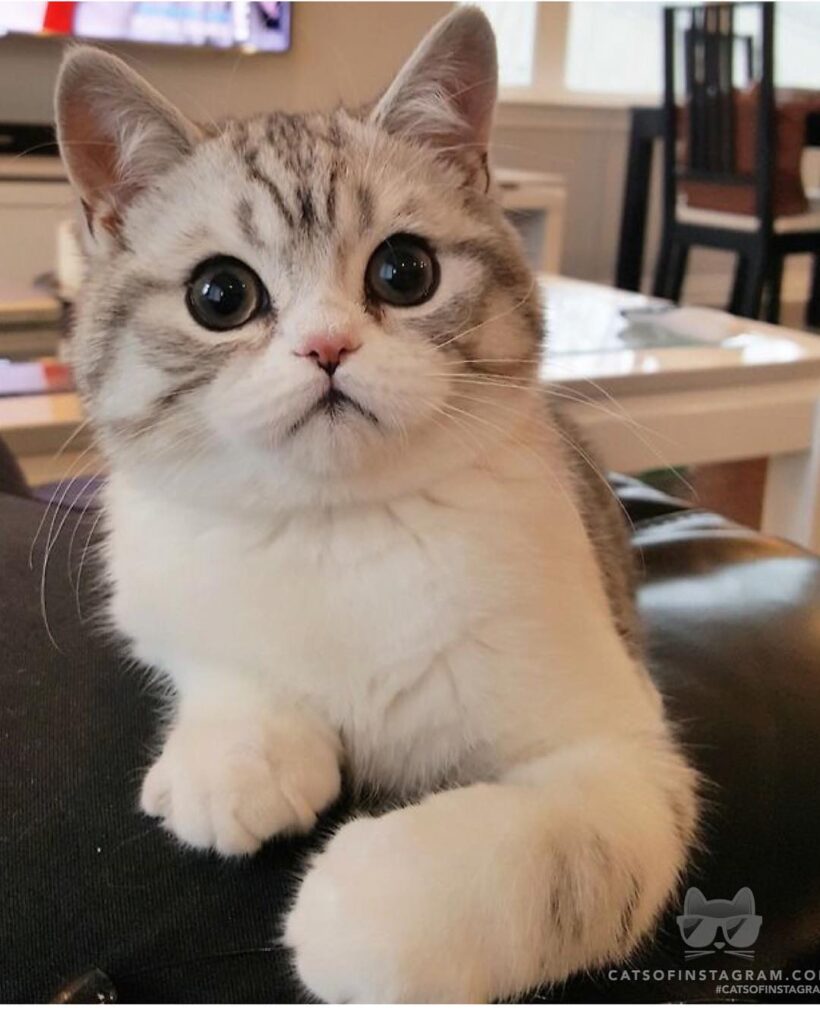 Caturday on the couch.