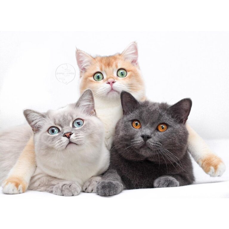 Happy family