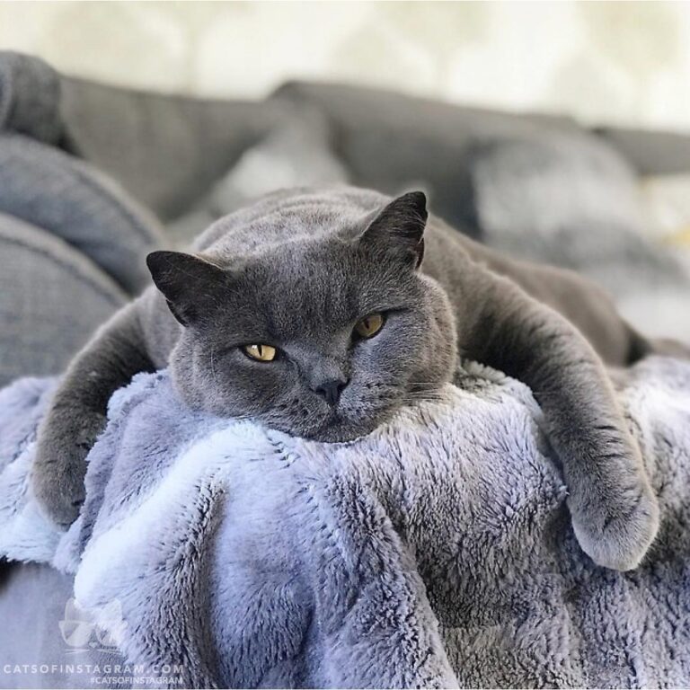 Hi. I am Bobo. I am a male British blue. Let’s be friends