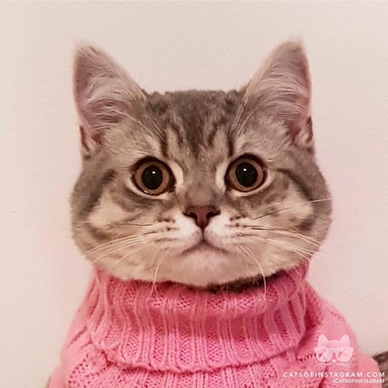 From @bshnymeria: “Do you like my pink jumper?” #catsofinstagram...