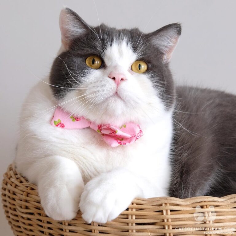 Chubby & fluffy.