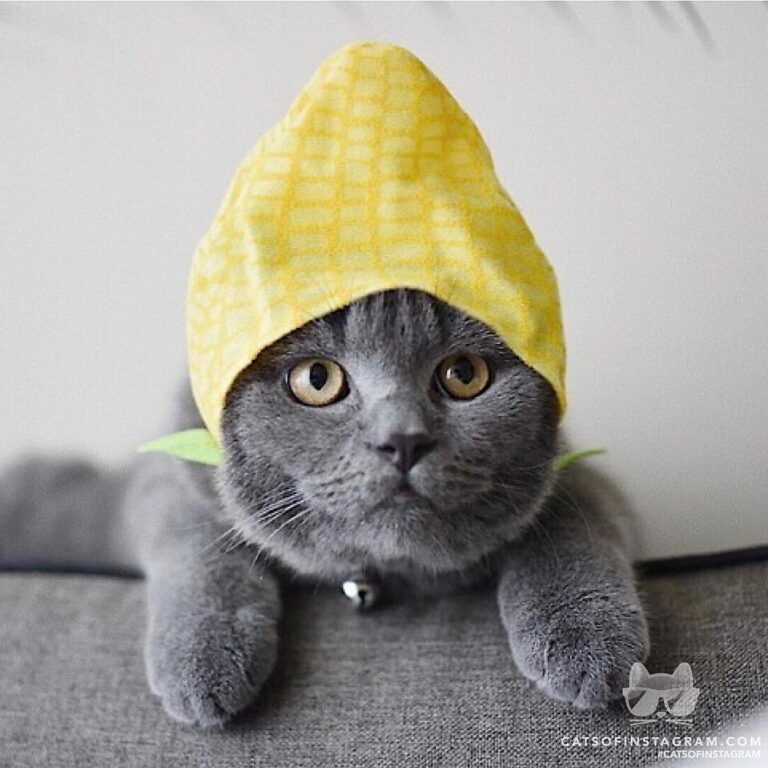 “When your human comes home with weird gifts, you have no choi